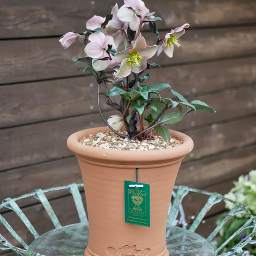 SALE ガーデナーさんの憧れ ウィッチフォード のテラコッタ鉢に 特別な