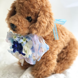 犬お花チョーカー≪花びらリボンブルー≫　写真撮影　トリミング　首飾り　犬猫アクセサリー　ヘッドアクセ　うちの子　結婚式 4枚目の画像