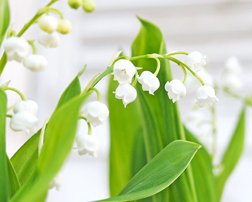 Amazon.co.jp: 鈴蘭鉢植え すずらん多年草 スズラン : DIY・工具