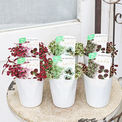 イングリッシュラベンダー セリーヌ 約35cm 15苗セット 朝露 様専用イングリッシュラベンダー セリーヌ 約35cm 5苗セット