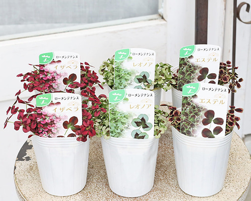 草花苗 トリフォリウム プリンセスクローバー レオノア イザベラ