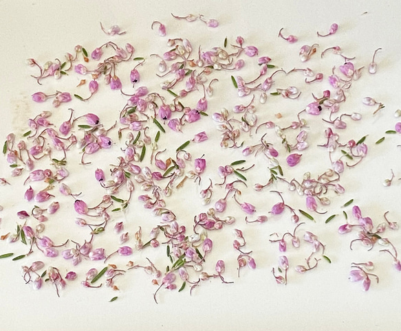 人気花材エリカパーツ❣️極小サイズ❣️ハンドメイド花材ドライフラワー 1枚目の画像