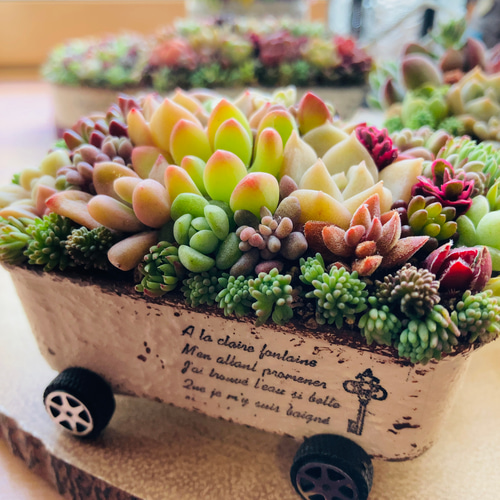 オーダー承ります 多肉植物寄せ植え そのまま飾れる ちま寄せ