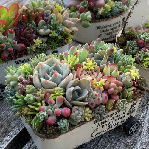 オーダー承ります 多肉植物寄せ植え そのまま飾れる ちま寄せ花車 多肉