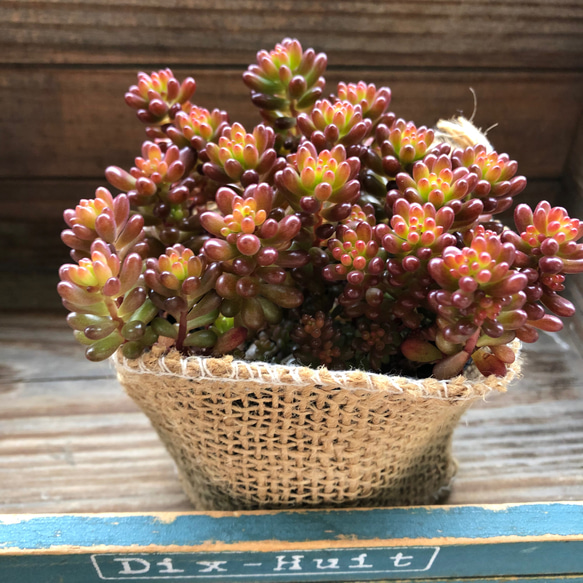 全国宅配無料 レッドベリー♡希少品種♡多肉植物♡セダム♡もりもり アート フラワー・ガーデニング