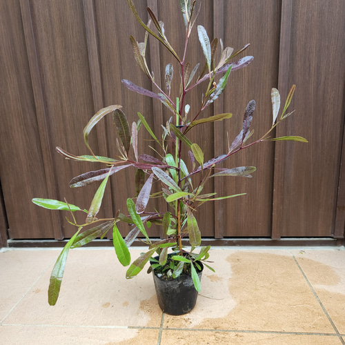 ドドナエア プルプレア スクエア型石膏鉢植え 苗 カラーリーフ