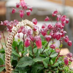 カランコエ　シャンデリア　釣鐘のかわいいお花をナチュラルなバスケットに 2枚目の画像