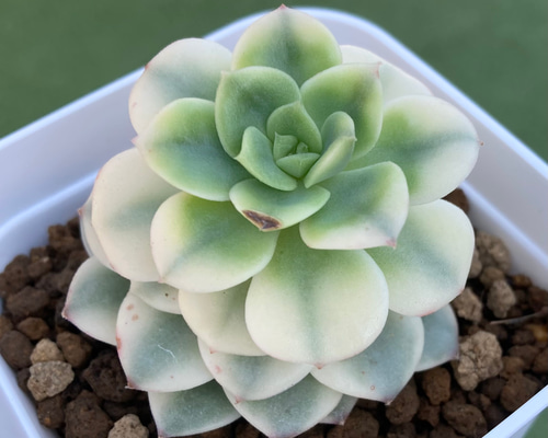 多肉植物 韓国苗 ニクサナ錦 3個セット 現品のみ ニクサーナ錦② 厳選韓国苗 名前付き 多肉植物 〜Green〜多肉畑〜 通販