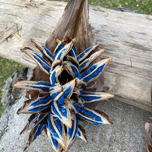 世界唯一 希少サファイアブルーレア植物 タビビトノキ 箱付 ドライ