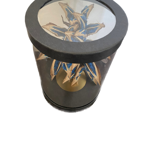 世界唯一 希少サファイアブルーレア植物 タビビトノキ 箱付 ドライ