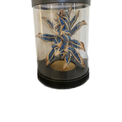 世界唯一　希少サファイアブルーレア植物　タビビトノキ　箱付 1枚目の画像