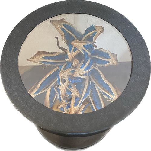 世界唯一 希少サファイアブルーレア植物 タビビトノキ 箱付 ドライ