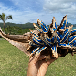 世界唯一　希少サファイアブルーレア植物　タビビトノキ　箱付 5枚目の画像