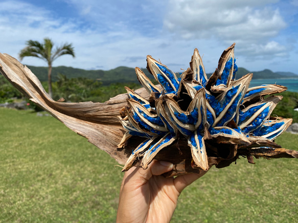 葉っぱ付きタビビトノキ 旅人の木 コバルトブルーレア植物 ドライ