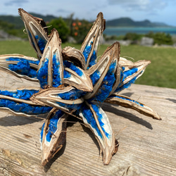 訳あり 色が少し霞んだ4房 タビビトノキ 旅人の木 コバルトブルーレア