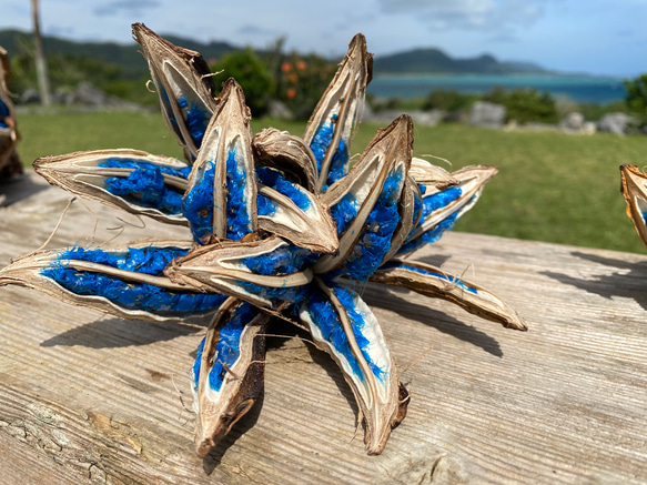 タビビトノキ 【公式通販】