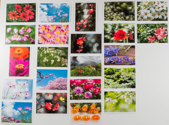 Lサイズの写真・色々な花22枚セット(L031) 1枚目の画像