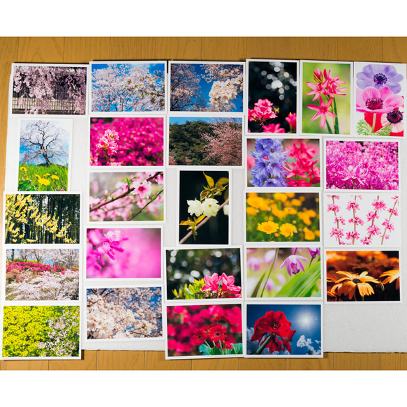 Lサイズの写真・色々な春の花の写真25枚セット(L034) 1枚目の画像