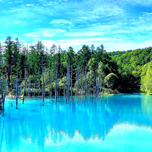 北海道美瑛『青い池』 写真・グラフィック 美瑛メルヘン 通販 15477846