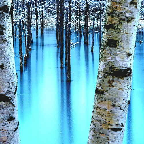 北海道美瑛『青い池』 写真・グラフィック 美瑛メルヘン 通販 15477846