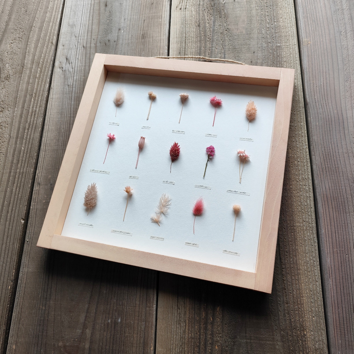 【ピンク】ﾎﾞﾀﾆｶﾙﾊﾟﾈﾙ　ＨA-242　【植物標本】