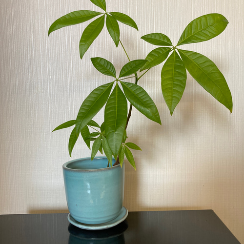 笠間焼の植木鉢 ガーデニング 植物 花器 一輪挿し・花瓶・花器 笠間焼の植木鉢 ガーデニング 植物 花器 一輪挿し・花瓶・花器