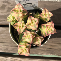 多肉植物　南十字星　　3.5号　白鉢カバー 2枚目の画像