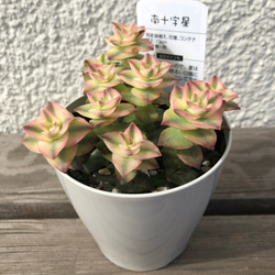 多肉植物　クラッスラ　南十字星　カット3本 多肉植物】クラッスラ 南十字星 | 橋本種苗園