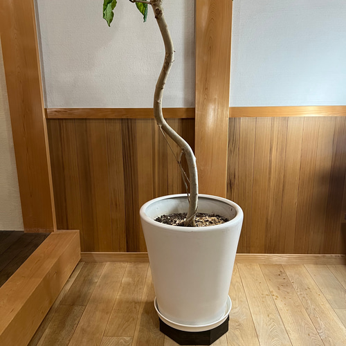 キャスターが見えない花台 キャスターが見えない花台 木製八角形 （ナチュラル） その他