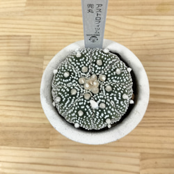 アストロフィツム兜丸　おしゃれな鉢に植え込み済み 高さ15cm.横10cm 多肉　サボテン　ユーフォルビア 7枚目の画像