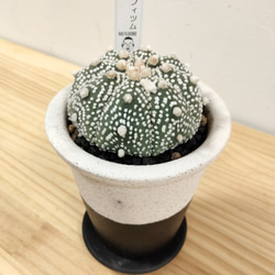 アストロフィツム兜丸　おしゃれな鉢に植え込み済み 高さ15cm.横10cm 多肉　サボテン　ユーフォルビア 3枚目の画像