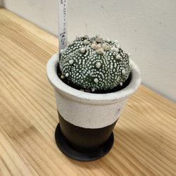 パキポディウム　イノピナツムWヘッド 現地球　発根株　（SRL陶器鉢付き） パキポディウム イノピナツムWヘッド 現地球 発根株 （SRL陶器鉢