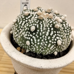 アストロフィツム兜丸　おしゃれな鉢に植え込み済み 高さ15cm.横10cm 多肉　サボテン　ユーフォルビア 6枚目の画像