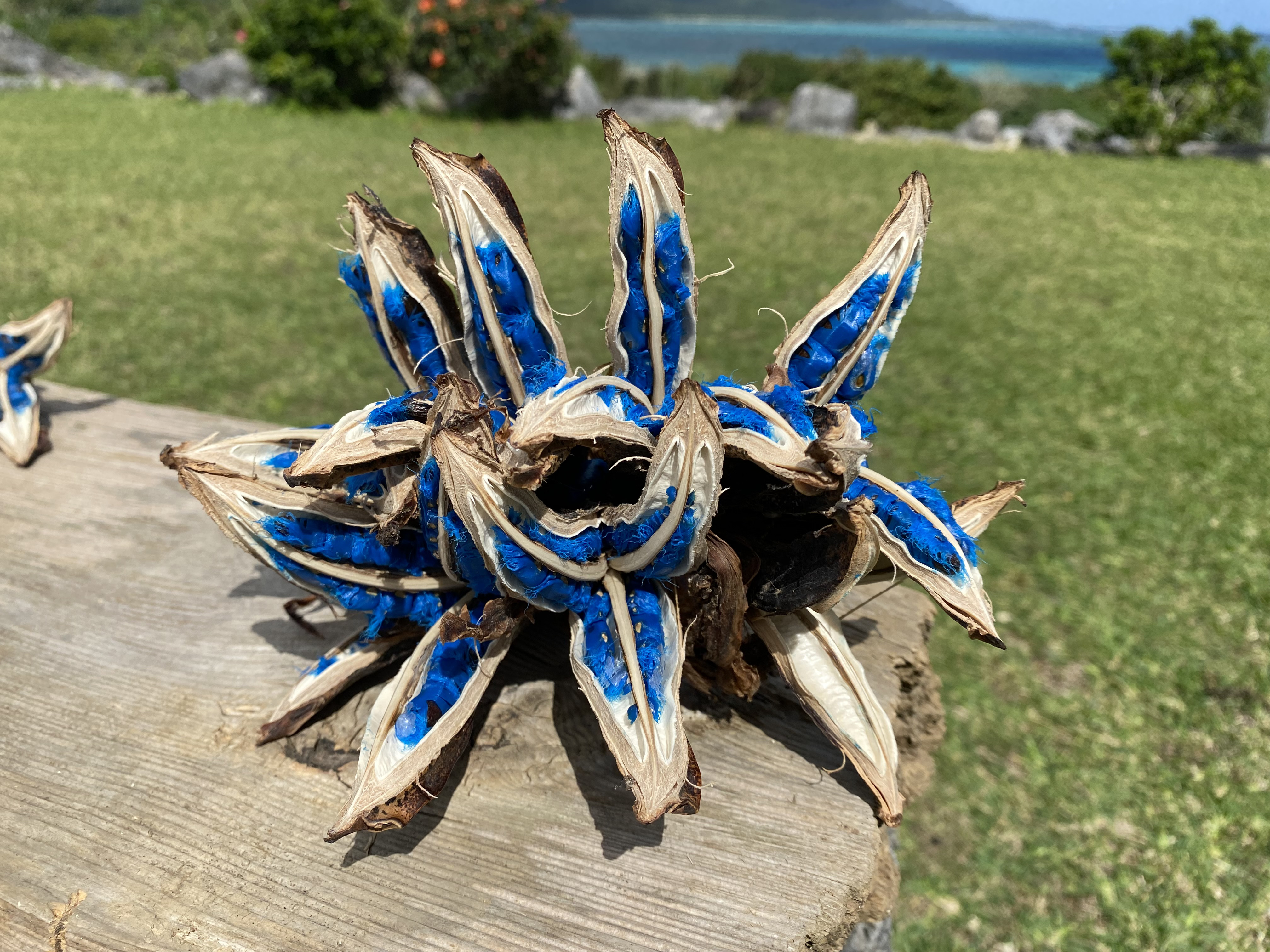 タビビトノキ 種子 丸ごと 4 旅人の木 青い種 開いてからのお楽しみ 5-