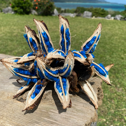 5-6房 タビビトノキ 旅人の木 コバルトブルーレア植物 ドライフラワー