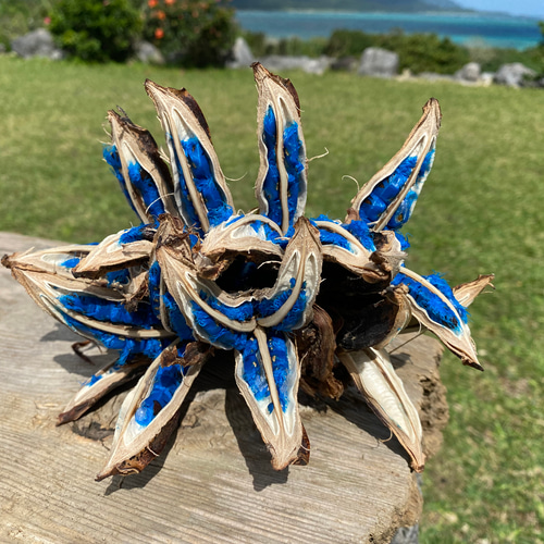 5-6房 タビビトノキ 旅人の木 コバルトブルーレア植物 ドライフラワー