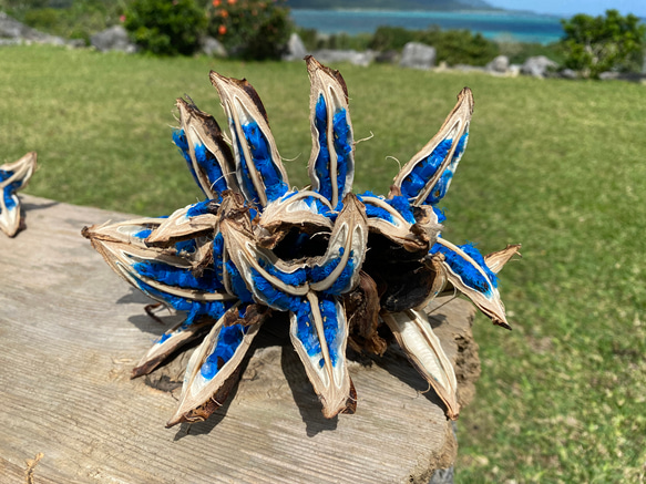 タビビトノキ 種子 丸ごと 6 旅人の木 青い種 開いてからのお楽しみ 5-6房 タビビトノキ 旅人の木 コバルトブルーレア植物 ドライフラワー