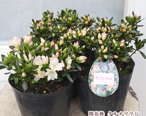 専用(4個)　つぼみゴロゴロ♪オリジナルグリーンリップ、苗、開花株 グリーンファームオンラインショップ｜花苗・球根・ガーデニング