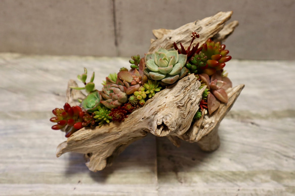 流木 多肉植物寄せ植え 177 多肉植物 GREENSHOP YURAYURA 通販