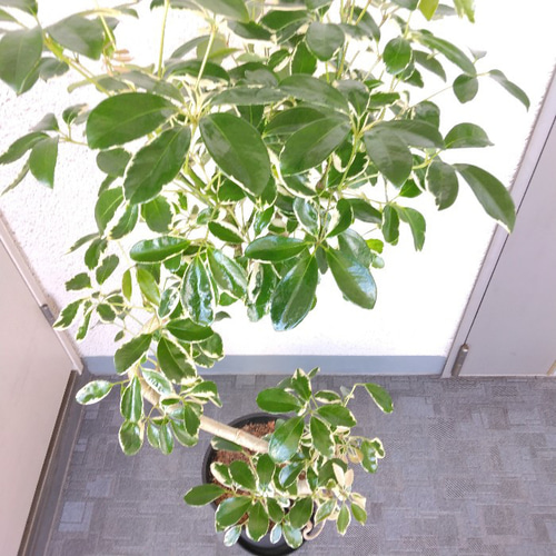 現品】シェフレラ・コンパクタ（ホンコンカポック）曲がり 高級