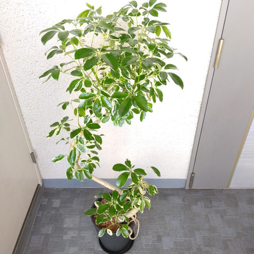 大株　シェフレラ　コンパクタ　7号　吊り鉢 シェフレラ ホンコン アルボリコラ コンパクタ 7号 吊り鉢