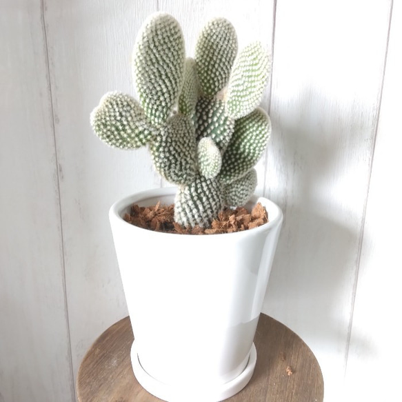 現品】サボテン【バニーカクタス】多肉植物 観葉植物 ホワイト陶器鉢