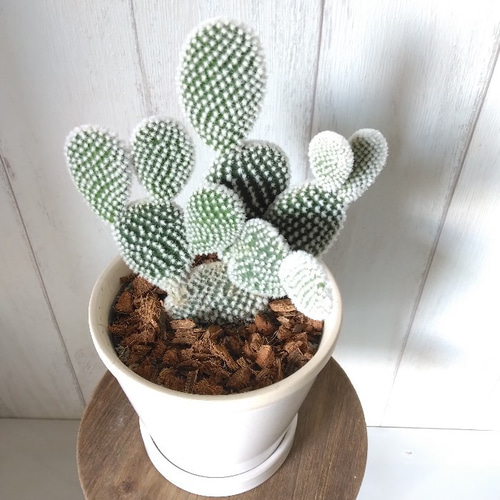 専用！多肉植物^o^ バニーカクタス 【公式通販】