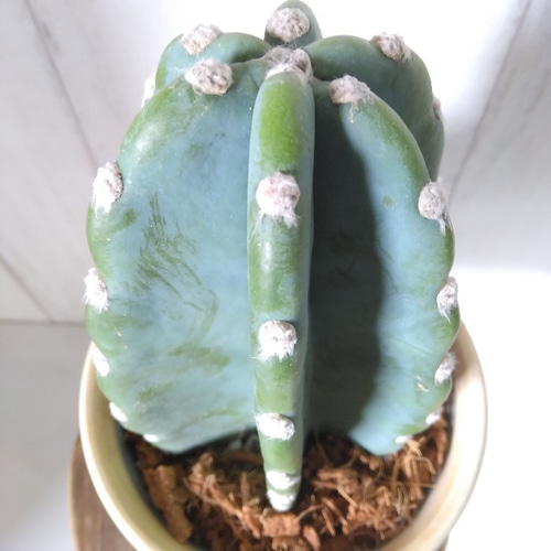 現品】柱サボテン 鬼面角 ブラック陶器鉢受皿付 テーブルサイズ 傷も