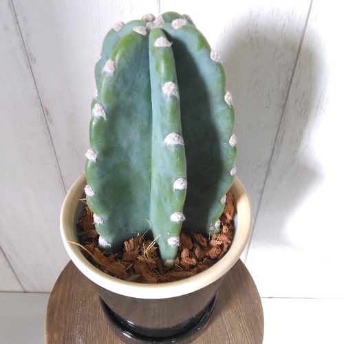 柱サボテン 鬼面角　ファイバー鉢　お皿付き 柱サボテン 鬼面角 ファイバー鉢 お皿付き 柱サボテン 鬼面角