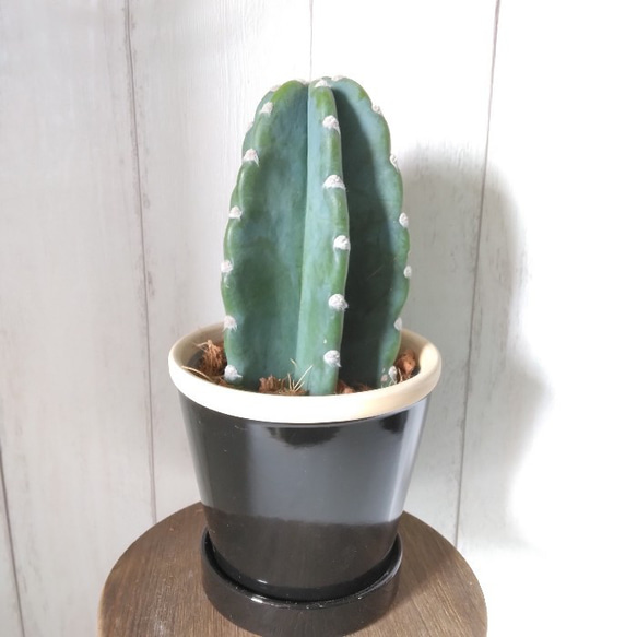 柱サボテン 鬼面角　ファイバー鉢　お皿付き 現品】柱サボテン 鬼面角 ブラック陶器鉢受皿付 テーブルサイズ 傷も