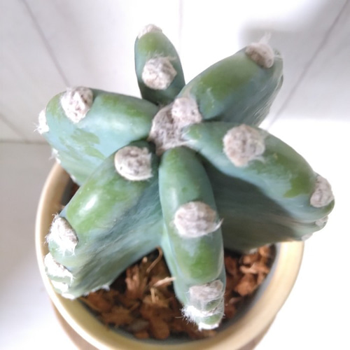 現品】柱サボテン 鬼面角 ブラック陶器鉢受皿付 テーブルサイズ 傷も