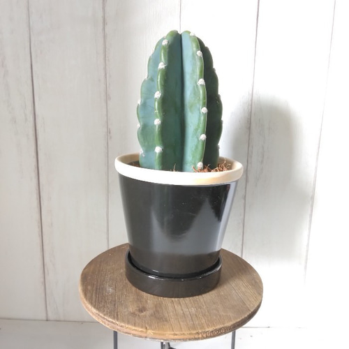 現品】柱サボテン 鬼面角 ブラック陶器鉢受皿付 テーブルサイズ 傷も