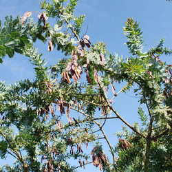 ミモザアカシアの種☆育て方説明書付き☆50粒　花の種 5枚目の画像