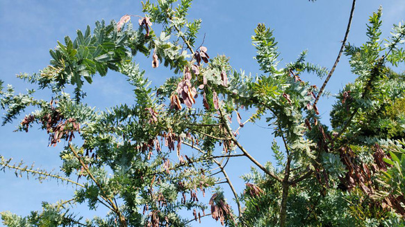 ミモザアカシアの種☆育て方説明書付き☆50粒　花の種 5枚目の画像
